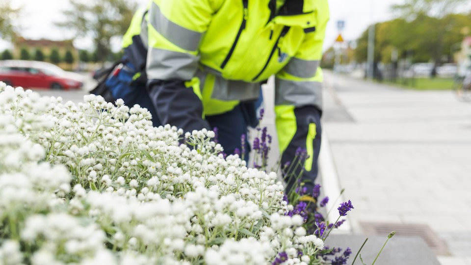 Parkarbetare sköter blommor